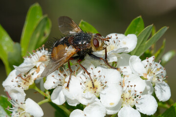 Fly (Tachina fera) on flowers - South of France