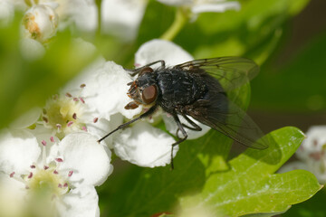 Orange-bearded blue bottle (Calliphora vomitoria) on flowers