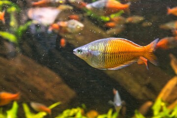 Fisch