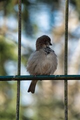 Spatz
