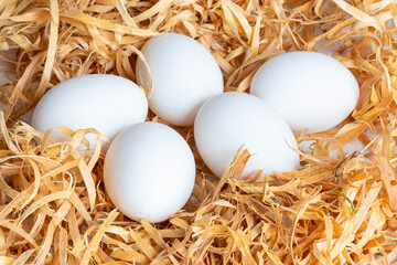 white chicken eggs lie in a nest of wood shavings on a white background