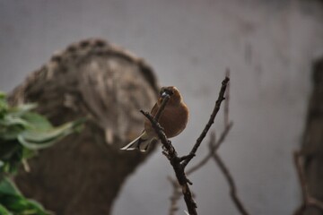 Singvogel