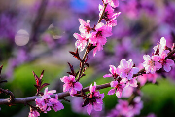 A close-up of the beautiful pink peach blossoms that bloom in the peach orchard in spring
