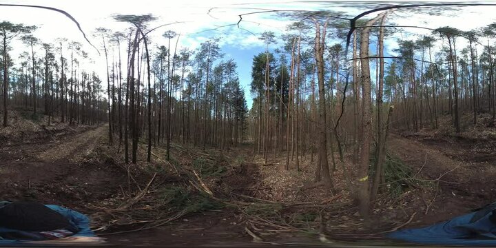 VR360, Mann l&auml;uft durch R&uuml;ckegasse im Wirtschaftswald nach Baumf&auml;llung mit Harvester, R&uuml;ckeweg, Holzernte, Bayern
Waldumbau