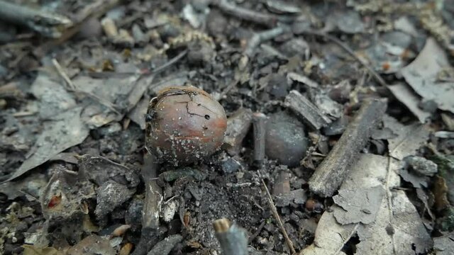 Ant