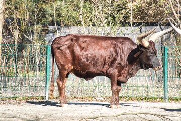 Büffel
