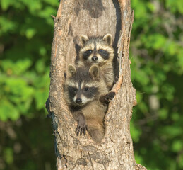 Two young racoons in nest