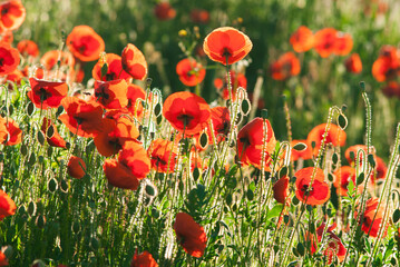 Fototapeta premium Poppy field