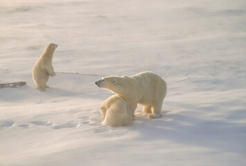 Polar bear family