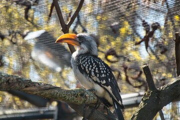Vogel