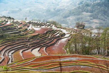 Curves in the terraces (yuanyang terraced, yunnan, china)