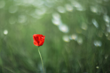 Spring background flowers. Red poppy close-up on a blurry green background with copy space.