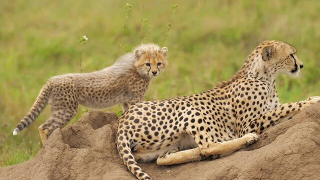Portrait of magnificent cheetah laying on rock at summer noon. Wildcat watching around, estimating situation. Predator in natural habitat of wide fields of africa. Concept of wildlife, safari.