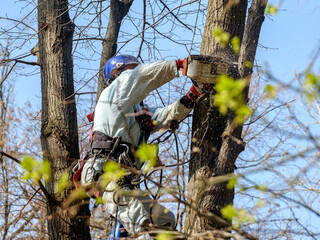 A worker in a helmet hangs from ropes at the top of a tree and cuts down a branch with a chainsaw. Rejuvenation of trees. The work of city utilities. Sunny spring day.