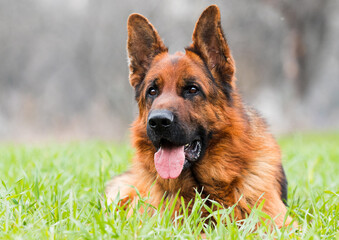 adult dog of breed German shepherd