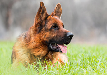 adult dog of breed german shepherd lies in the grass