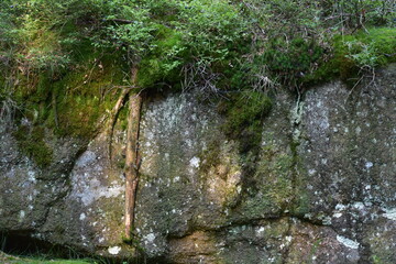 kamienie pokryte mchem i gałęziami