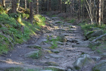 leśna górzysta ścieżka pokryta kamieniami