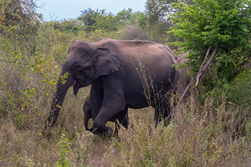 Fototapeta premium wilde Elefanten auf Sri Lanka