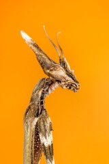 Close up of pair of Beautiful European mantis ( Mantis religiosa )

