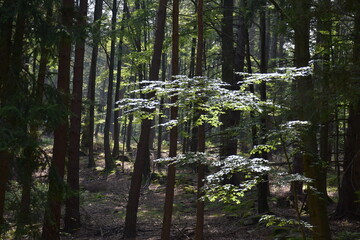 piękny górski las porośnięty drzewami liściastymi - obrazy, fototapety, plakaty