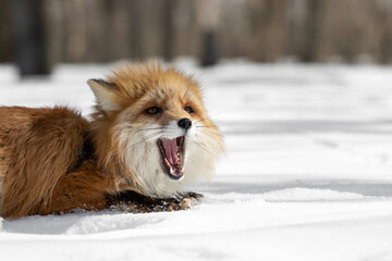 A large portrait of a barking with a wide-open mouth of a red fox which makes barking sounds lying on white snow in a winter forest with bare trees against a wild animal in the left side of the frame.