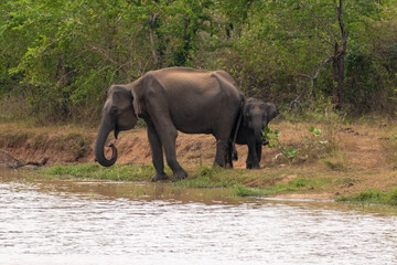 Fototapeta na wymiar wilde Elefanten auf Sri Lanka