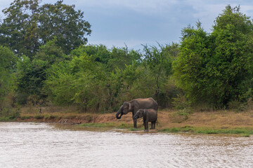 Fototapeta na wymiar wilde Elefanten auf Sri Lanka