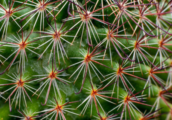 Fototapeta premium Bunny ears cactus in a flowerpot