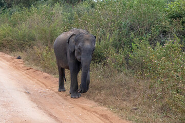 wilde Elefanten auf Sri Lanka