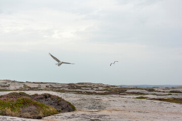 Fototapeta na wymiar Seagulls Flying in the Summer Grey Sky