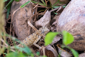 Echse auf Sri Lanka