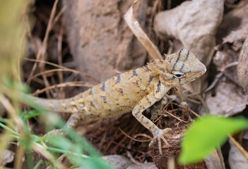 Eidechse auf Sri Lanka