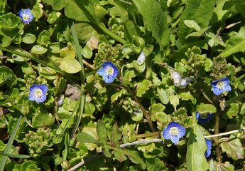 Small blue flowers of speedwell or gypsyweed