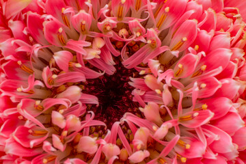 Close up beautiful shot of flower