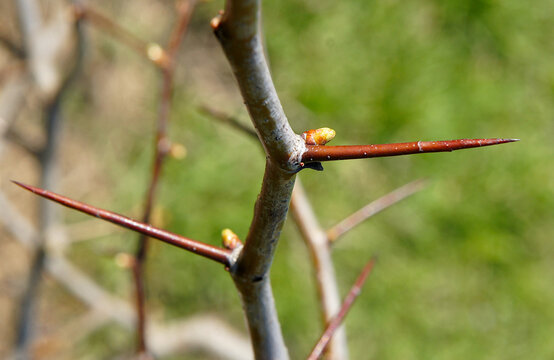 Hawthorn branch with buds and thorns