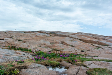 Flowers on the island of Hallo, Sweden.