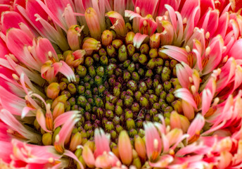Close up beautiful shot of flower