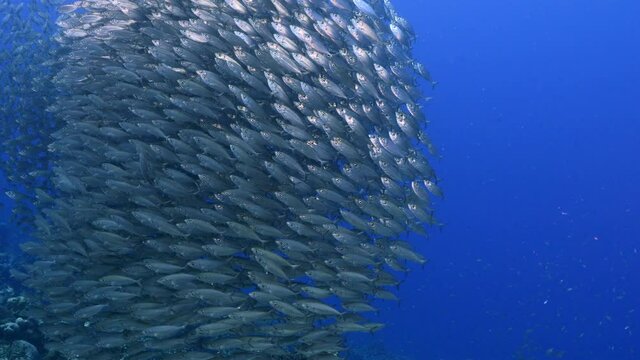 Bait ball, school of fish in turquoise water of coral reef in Caribbean Sea, Curacao