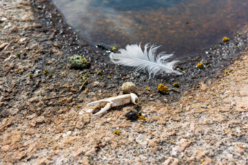 Feather and Crab Claw in a Puddle