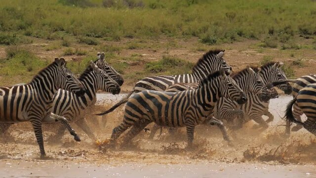Wild dazzle of zebras cooling in watering pond and scared by approaching danger of predator in savanna. Group of ungulates running away from water creating splashes of dirt. Concept of migration