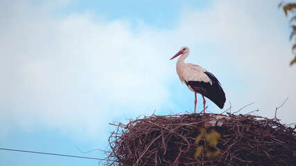 Beautiful white stork (Ciconia ciconia) . European white storks inside nest. Colorful wild bird background