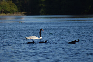 black-necked swan (Cygnus melancoryphus) in a park in Buenos Aires