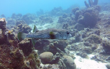 Underwater photo of a Porcupine Pufferfish swimming through the coral reef