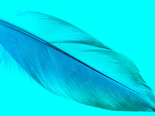 Blue feather background image. Diagonally placed single seagull feather. Cool mysterious backdrop with space for texts.