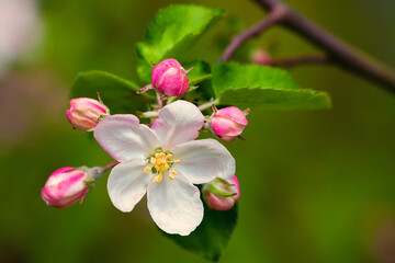 Kwiat jabłoni