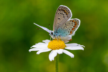Common Blue butterfly - polyommatus icarus
