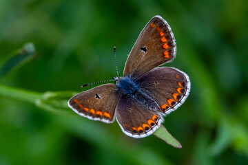 Close up of the brown argus butterfly, Aricia agestis, pollinating in a flowers field. Top view, open wings