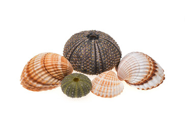 Sea urchins and seashells on white isolated background