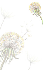 Watercolour dandelions. Illustration of dandelions on a white background. Dandelion pattern, background of watercolor dandelions for social networks, packaging, posts, presentation. texture.